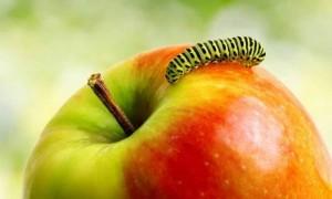 canan karatay kurtlu elma yiyin